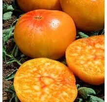 Grote geënte ananas tomatenplanten (3 stuks)