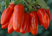 Grote geënte San Marzano tomatenplanten (3 planten)