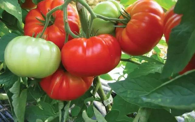 Grote geënte Buffalo Steak Tomatenplant (3 planten)