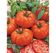 Grote geënte Buffalo Steak Tomatenplant (3 planten)