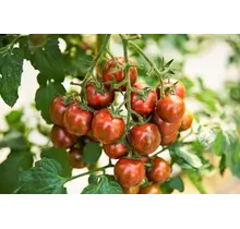 Grote geënte  Zebra Tomatenplant  (3 planten)