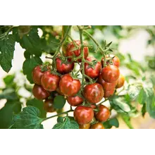 Grote geënte Manolo Zebra Tomatenplant  (3 planten)