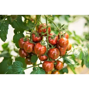 Grote geënte Zebra Tomatenplant  (3 planten)