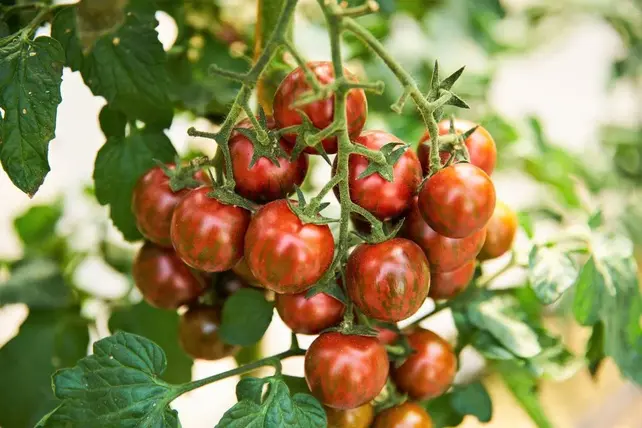 Grote geënte  Zebra Tomatenplant  (3 planten)