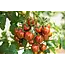 Moestuinplant Grote geënte  Zebra Tomatenplant  (3 planten)