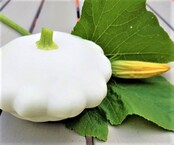 Patisson Custard White Pluggen (8 stuks) – Witte Schotelpompoen Zelf Kweken