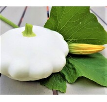 Patisson Custard White Pluggen (8 stuks) – Witte Schotelpompoen Zelf Kweken