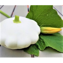 Patisson Custard White Pluggen (8 stuks) – Witte Schotelpompoen Zelf Kweken