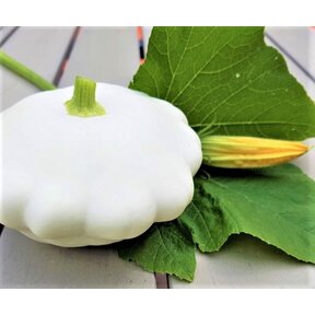 Patisson Custard White Pluggen (8 stuks) – Witte Schotelpompoen Zelf Kweken