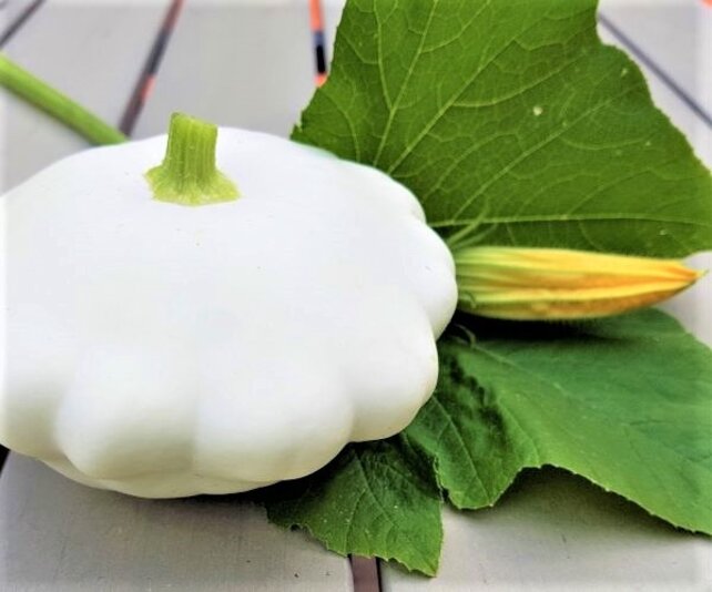 Patisson Custard White Pluggen (8 stuks) – Witte Schotelpompoen Zelf Kweken