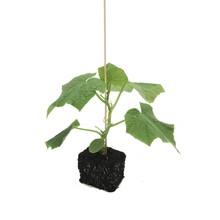 Geënte grote groente mix (3 stuks)