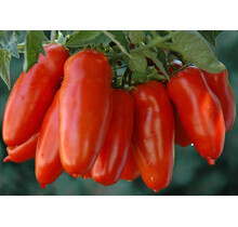 Grote geënte mini San Marzano tomatenplanten (3 planten)