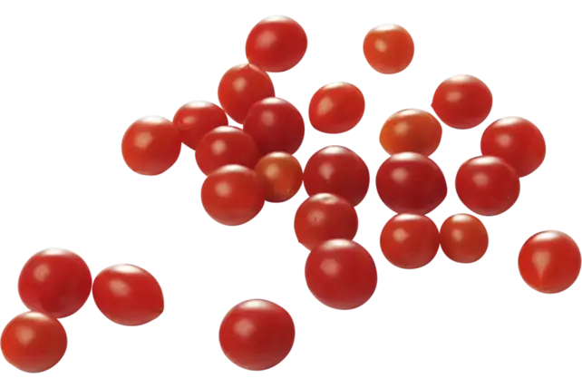 Grote Tomberry tomaten planten kopen