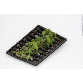 Courgette (8 planten)