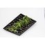 Moestuinplant Courgette