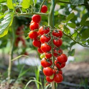 Supersweet 100 F1 cherrytomaat kopen – zoete tomatenplant