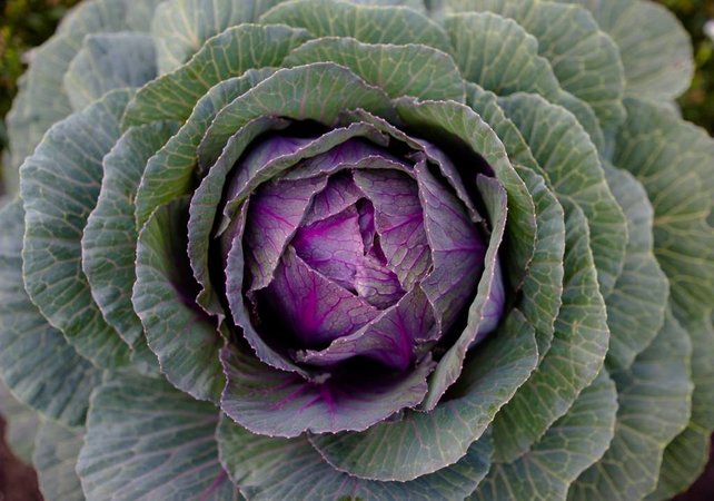 Rode kool planten Rode kool planten