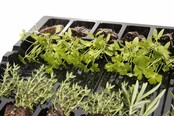 Peterselie planten Peterselie planten