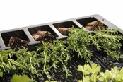 Tijm plant kopen – verse kruidenplant moestuin