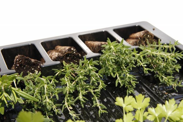 Tijm plant kopen – verse kruidenplant moestuin