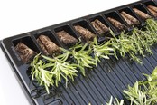 Rozemarijn planten Rozemarijn planten