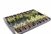 Rozemarijn planten Rozemarijn planten