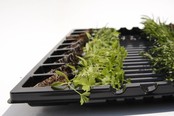 Mixpakket diverse kruidenplanten oregano, peterselie en basilicum