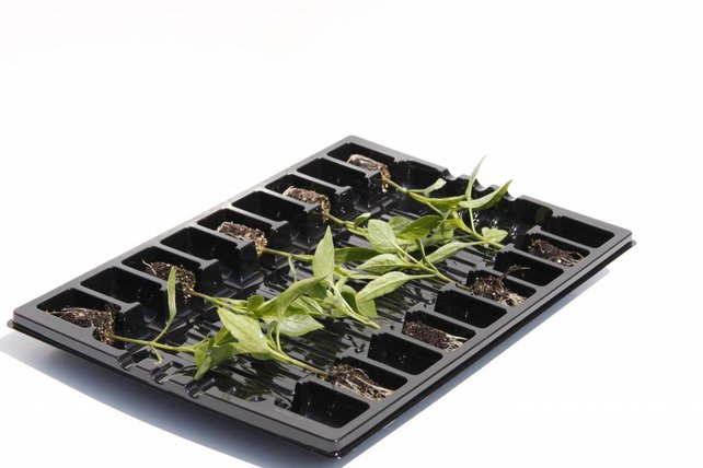 Mixpakket diverse planten