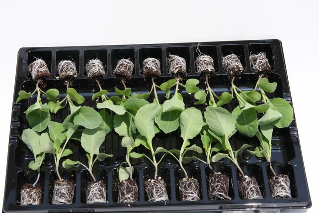 Broccoli planten Broccoli planten