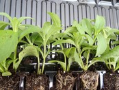 Stevia suikerplanten Stevia suikerplanten