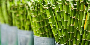 Bamboe sokken, een duurzaam alternatief?