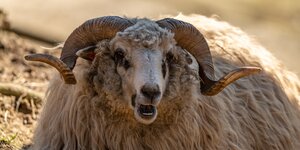 Ultiem wandelcomfort: merino wollen wandelsokken voor avontuurlijke voeten