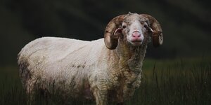 Merino wollen sokken wassen: tips voor langdurig comfort