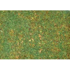 Alpine meadow - 12133