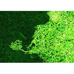 Summer Undergrowth - 12181