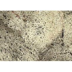 Winter Undergrowth - 12180