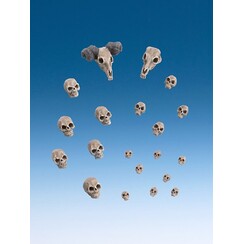Schedels - Skulls - ZUB001