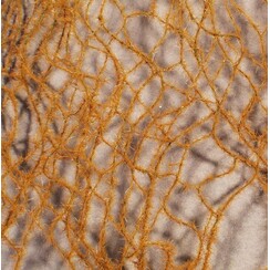 Horse Tail Late Fall 1 : 87 - 990-24 S