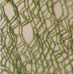 Horse Tail Summer 1 : 87 - 990-22 S