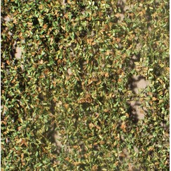 Oak Foliage Early Fall 1 : 87 - 980-23 S