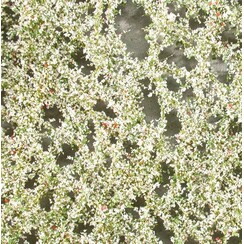 Apple Tree Blossoms Spring 1 : 87 - 926-21 S