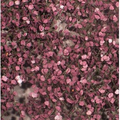 Copper Beech Foliage Summer 1 : 45+ - 922-32 S