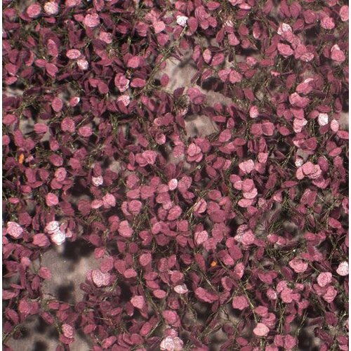 MiniNatur Copper Beech Foliage Summer 1 : 45+ - 922-32 S