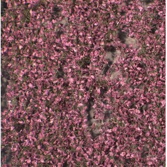 Copper Beech Foliage Summer 1 : 87 - 922-22 S