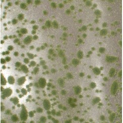 Moss Pads Early Fall 1 : 87 - 747-23 S