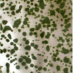 Moss Pads Summer 1 : 87 - 747-22 S