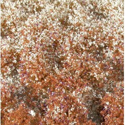 Blossom Tufts Late Fall 1 : 45+ - 726-34 S