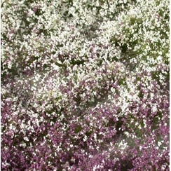 Blossom Tufts Early Fall 1 : 45+ - 726-33 S