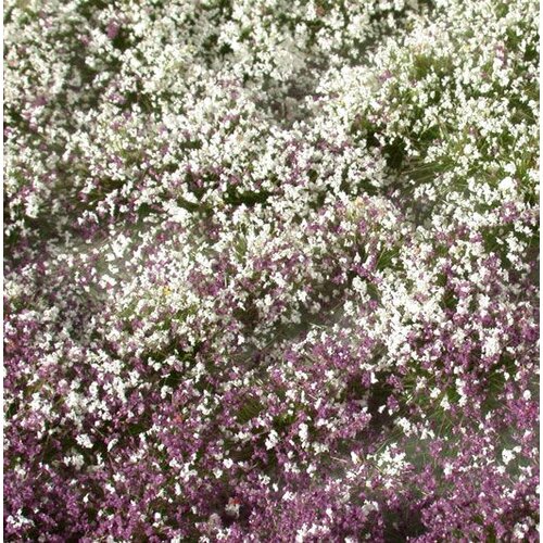 MiniNatur Blossom Tufts Early Fall 1 : 45+ - 726-33 S