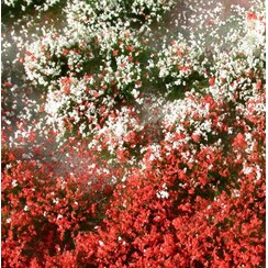 Blossom Tufts Summer 1 : 45+ - 726-32 S